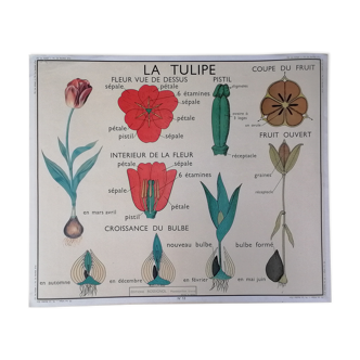 Affiche pédagogique scolaire rossignol vintage - la tulipe et le bouton d'or