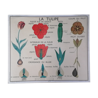 Vintage rossignol school educational poster - the tulip and the golden button