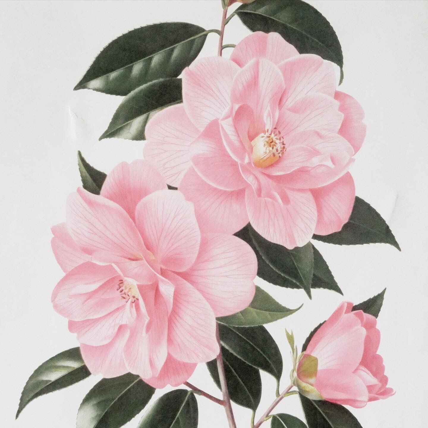 Camellia engraving by Paul Jones