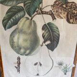 Lithograph, old botanical poster