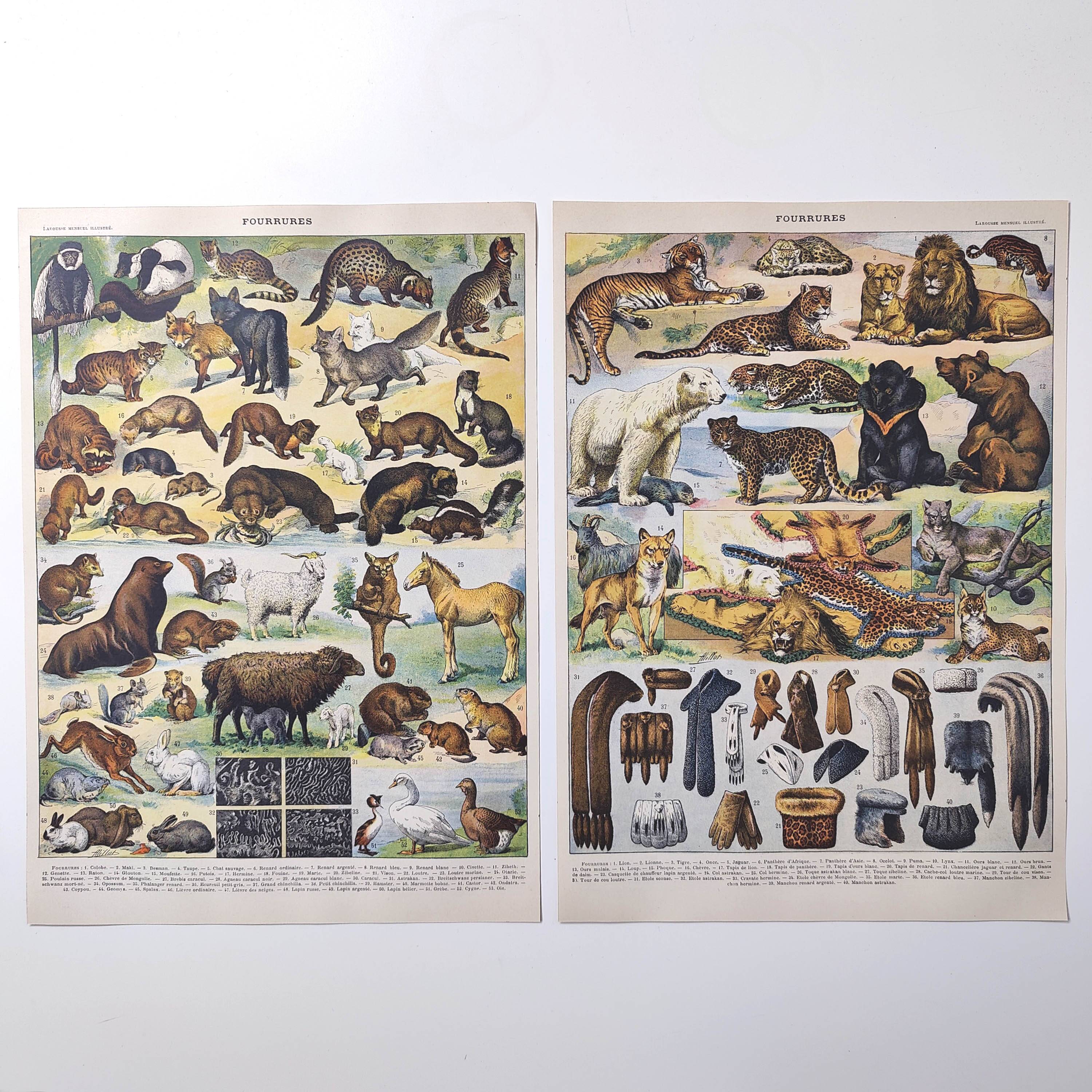 Lot of two lithographs on jungle animal furs 1900