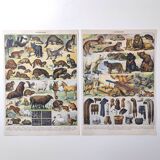 Lot of two lithographs on jungle animal furs 1900