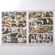 Lot deux Planches lithographies sur les fourrures animaux de la jungle 1900