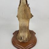 Deer head stuffed and naturalized Taxidermy