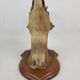 Deer head stuffed and naturalized Taxidermy