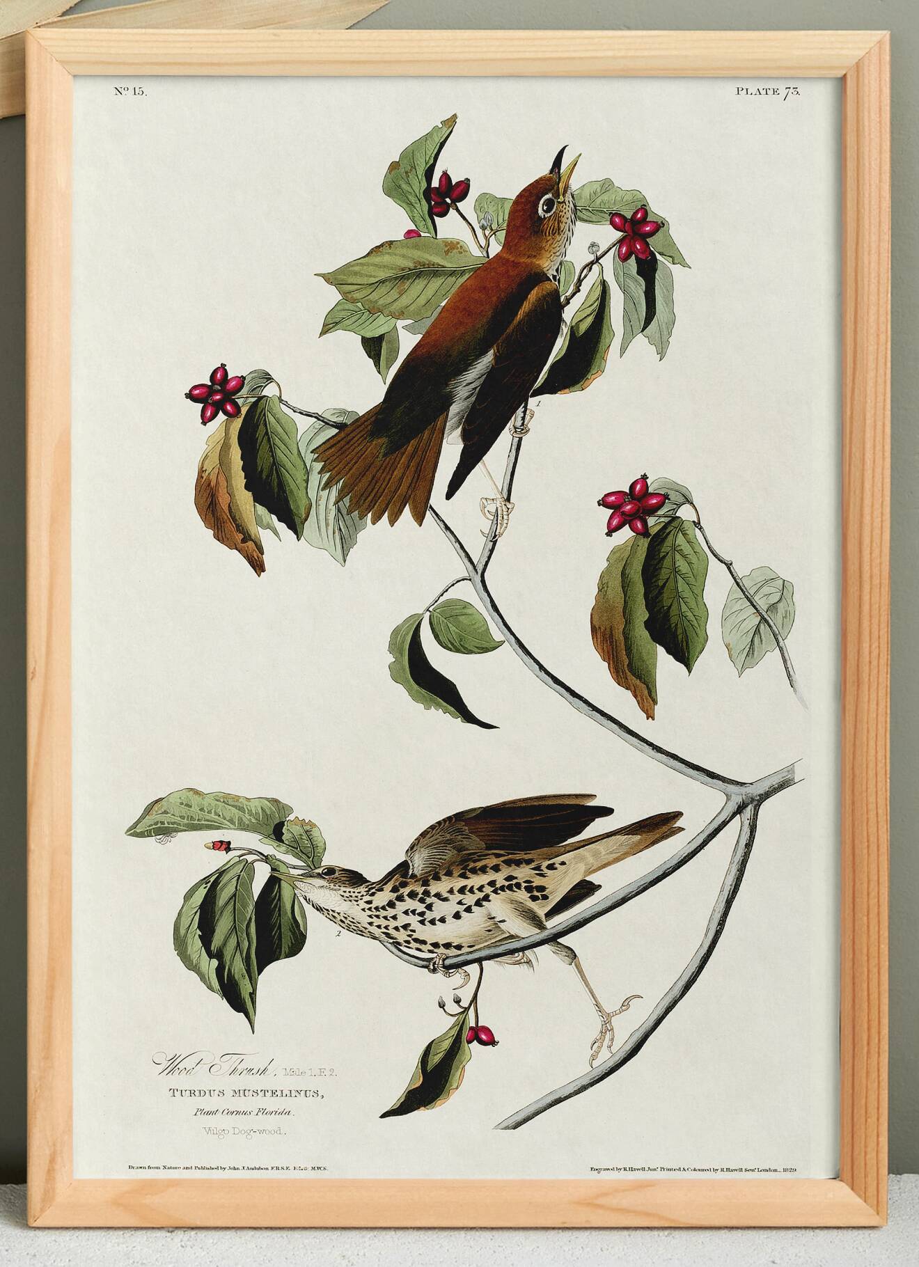 Poster about the Song Thrush, after an old engraving from 1827.