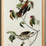 Poster about the Song Thrush, after an old engraving from 1827.