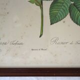 Set of 2 framed lithographs signed pierre joseph redoute