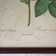 Lot de 2 lithographies encadrées signées pierre joseph redoute