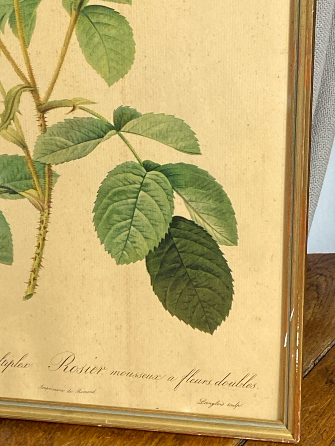 Framed botanical poster, rose bush