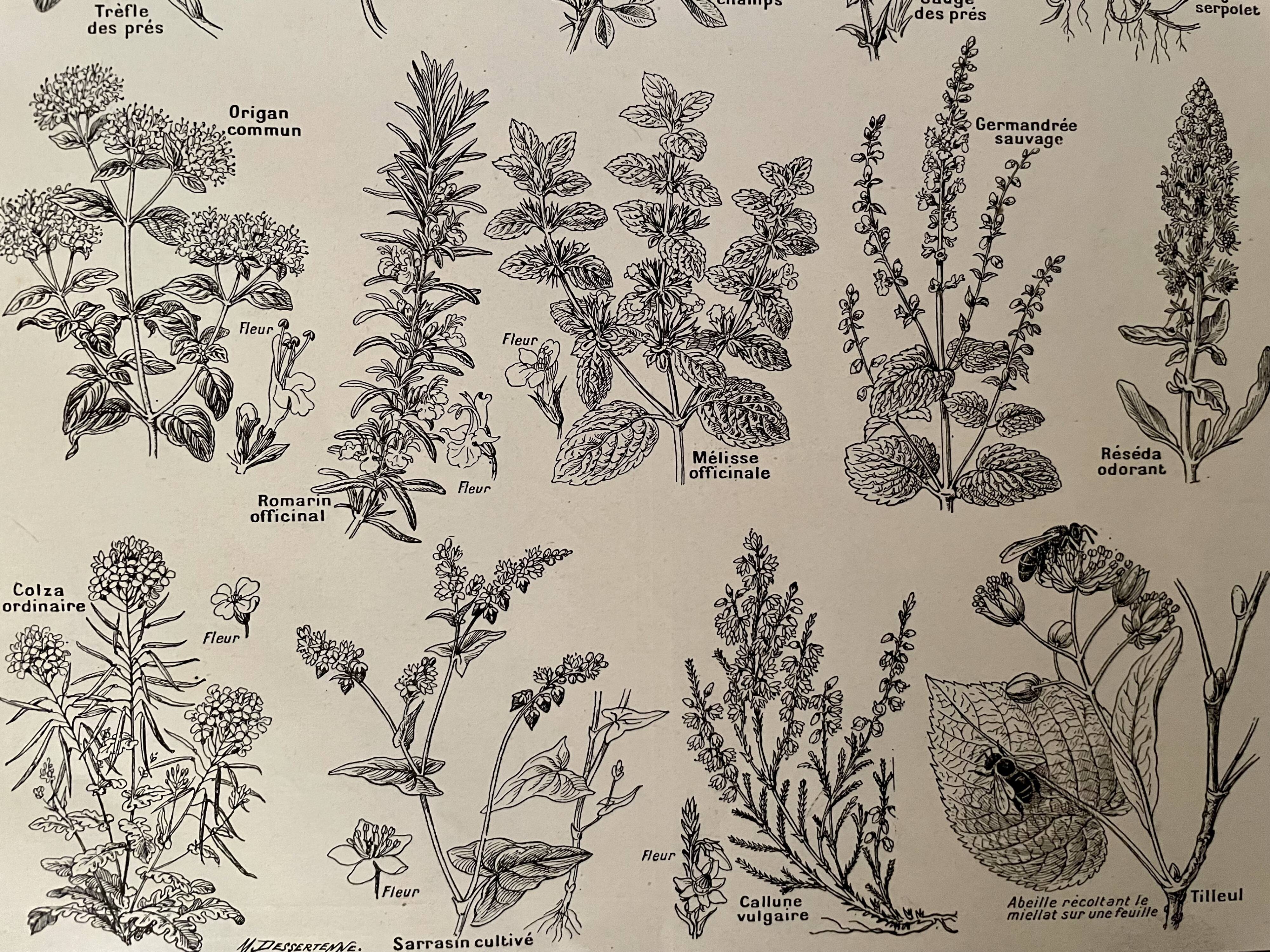 Lithograph on aromatic and melliferous plants - 1920
