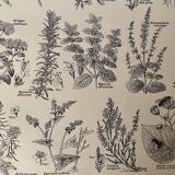 Lithograph on aromatic and melliferous plants - 1920