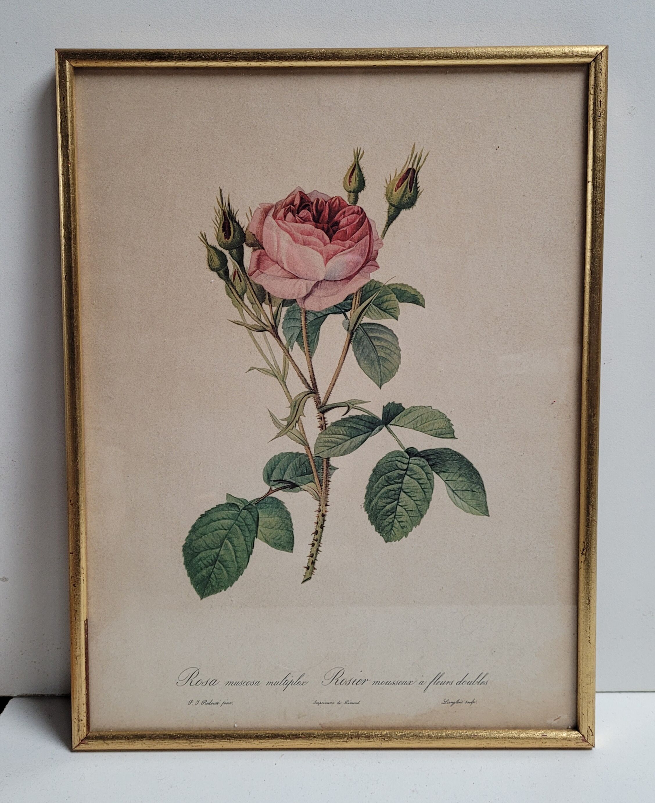 Litho frame sparkling rose with double flowers
