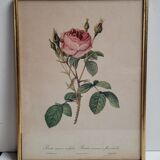Litho frame sparkling rose with double flowers