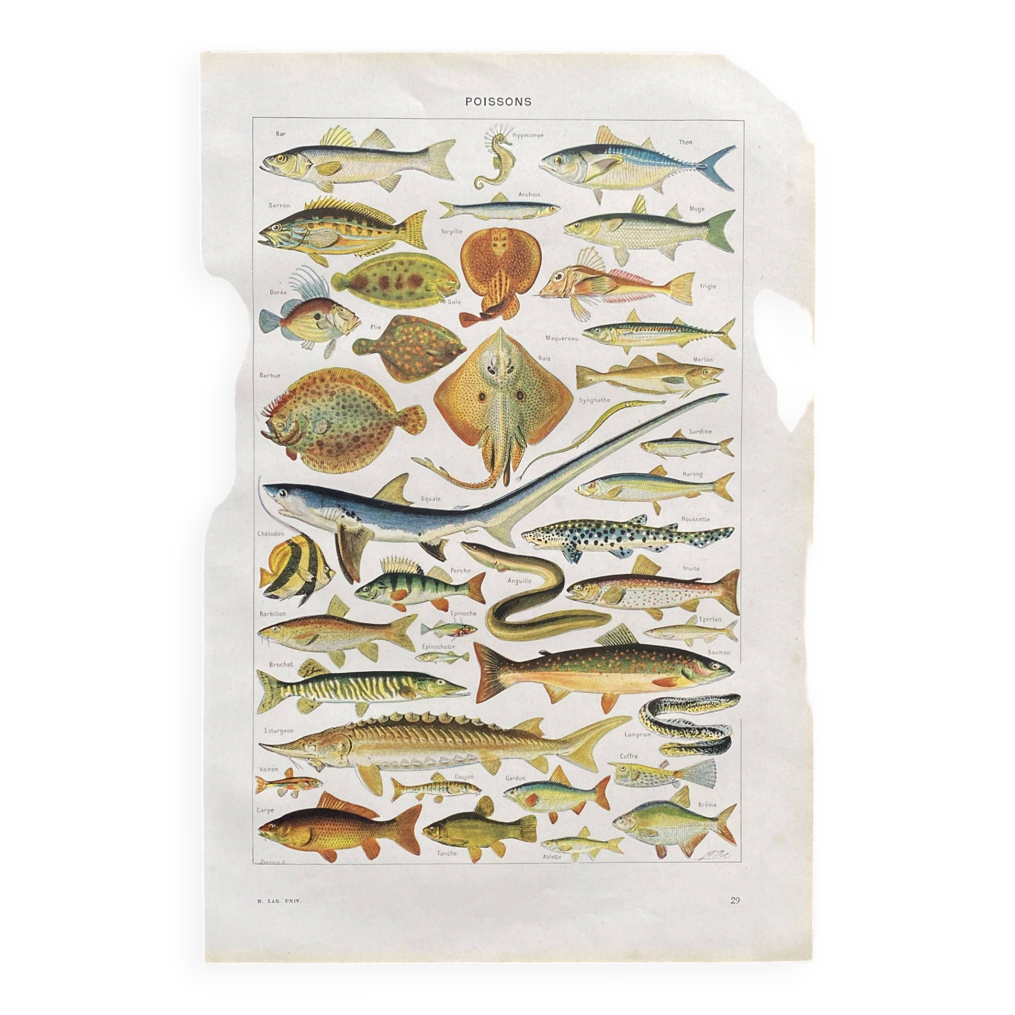 Old illustration Millot "fish"