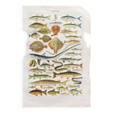 Old illustration Millot "fish"