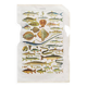 Old illustration Millot "fish"