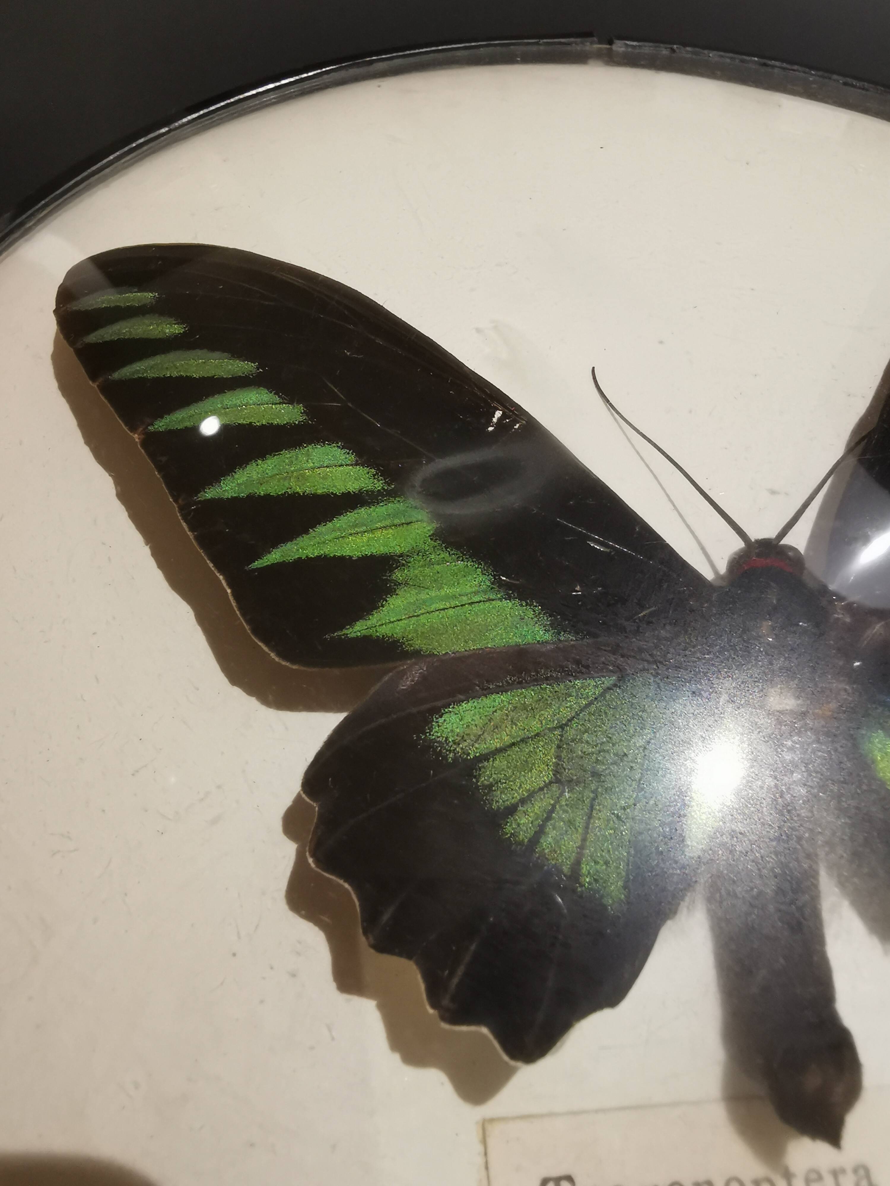 Curved naturalized butterfly frame