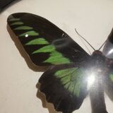 Curved naturalized butterfly frame