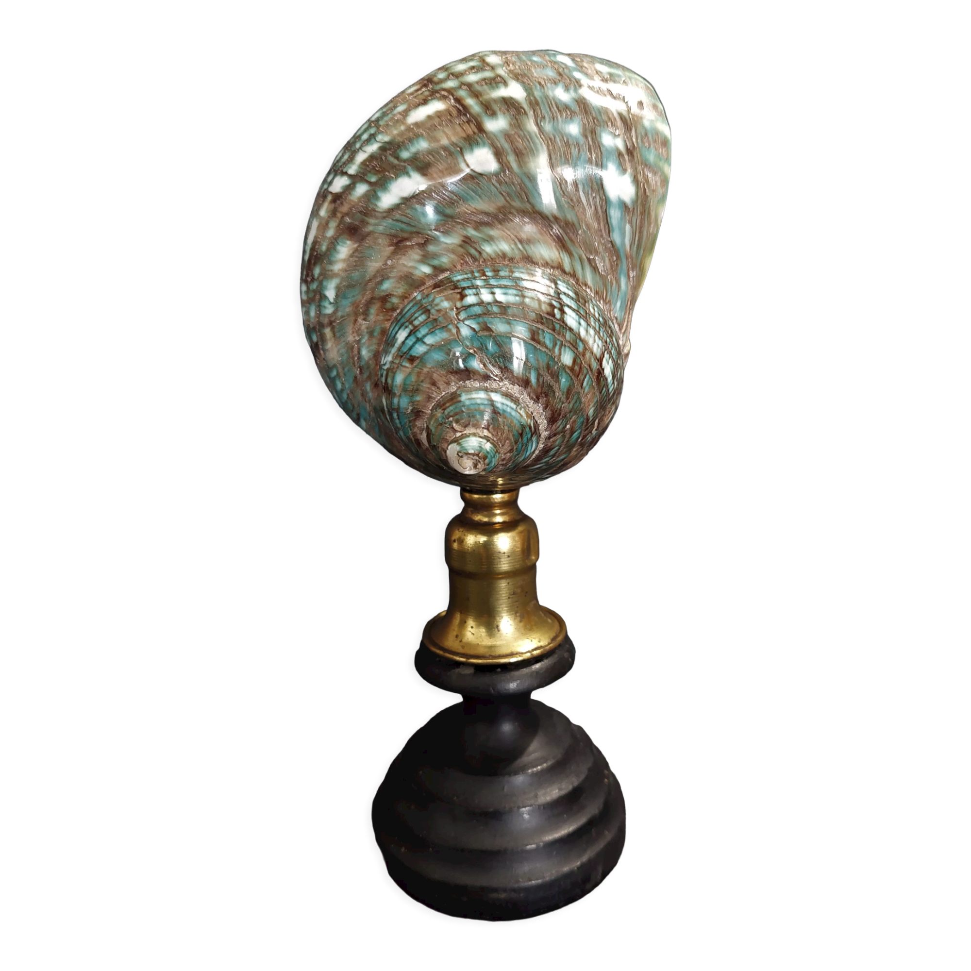 Cabinet of Curiosities shell turbo imperialis on base