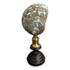 Cabinet of Curiosities shell turbo imperialis on base