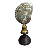 Cabinet of Curiosities shell turbo imperialis on base