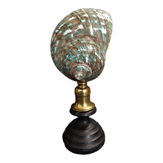 Cabinet de Curiosités coquillage turbo imperialis sur socle