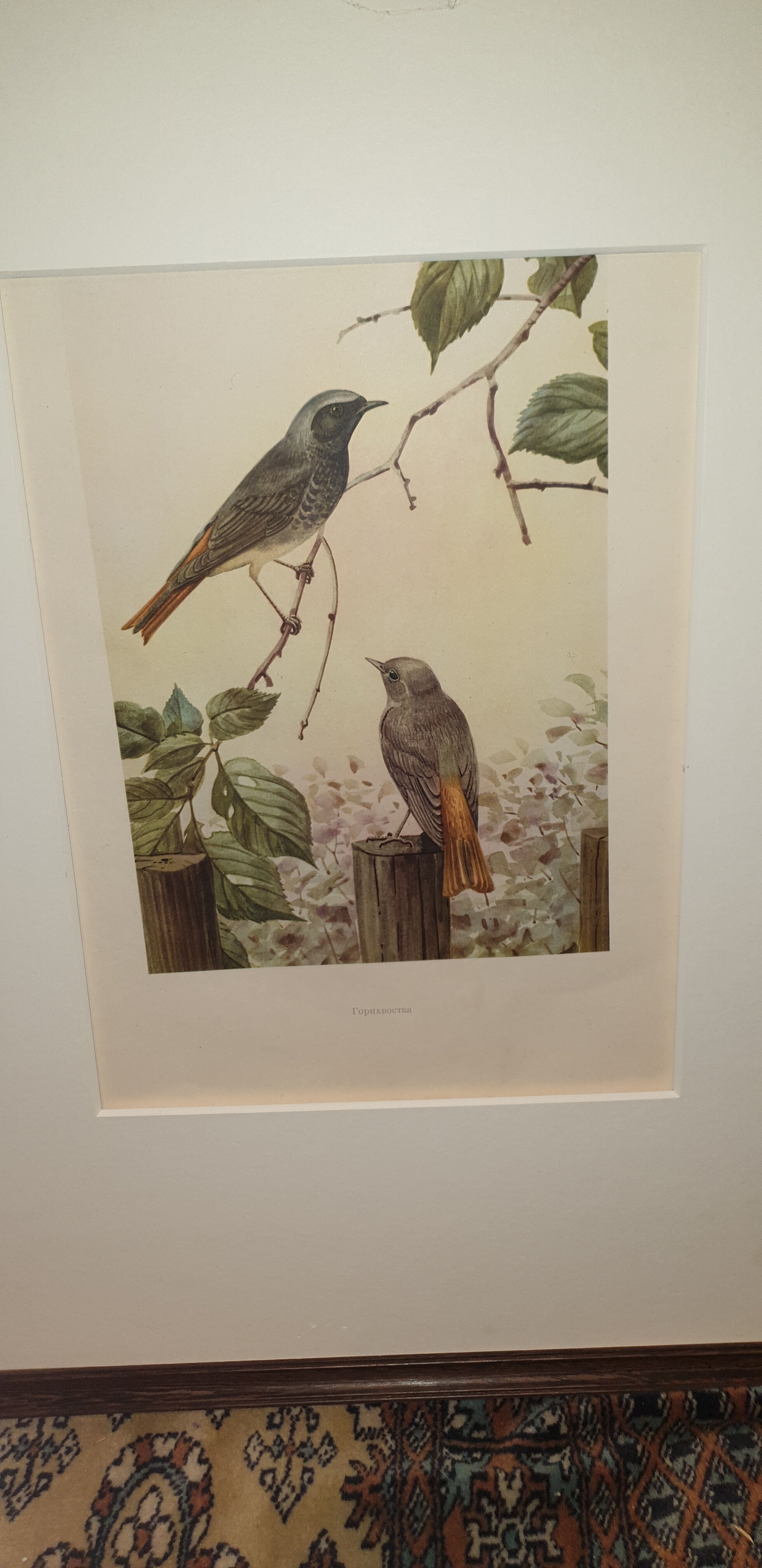 Ornithological engraving