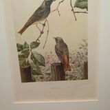 Ornithological engraving