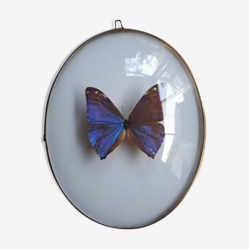 Naturalized butterfly framed in an ancient domed oval frame