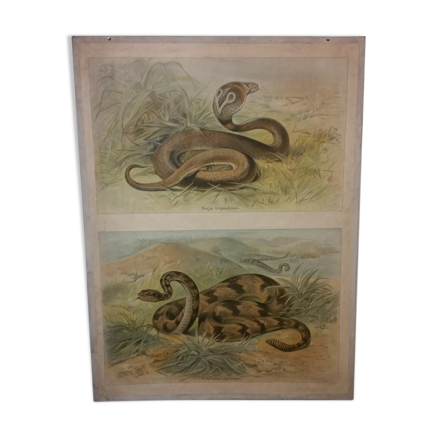 Affiche scolaire d'histoire naturelle