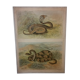 Affiche scolaire d'histoire naturelle