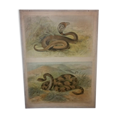 Affiche scolaire d'histoire naturelle