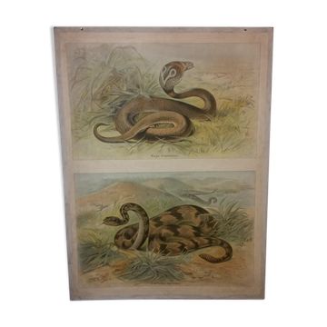 School poster of natural history