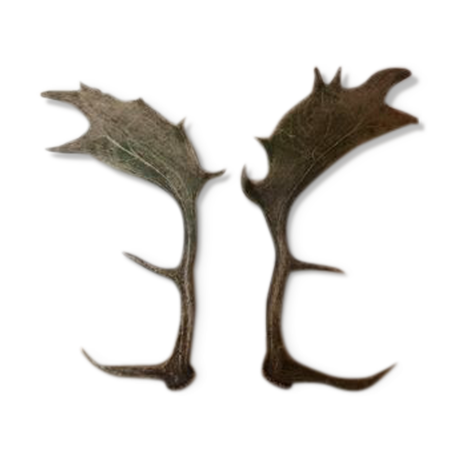 Pair of deer antlers