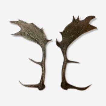 Pair of deer antlers