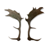 Pair of deer antlers