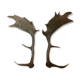 Pair of deer antlers