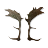 Paire de bois de cerf
