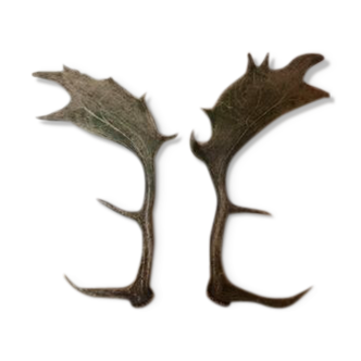 Pair of deer antlers