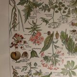 Botanical plank - plant - Dangerous