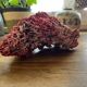 Red coral