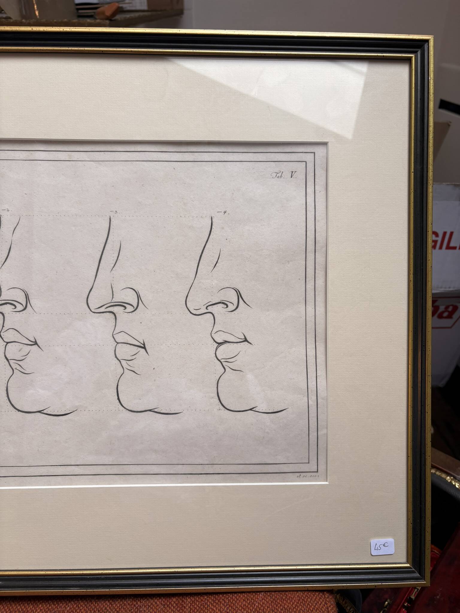 Old Print Engraving 19th Century Anatomy Nose Mouth Plate Head Morphology