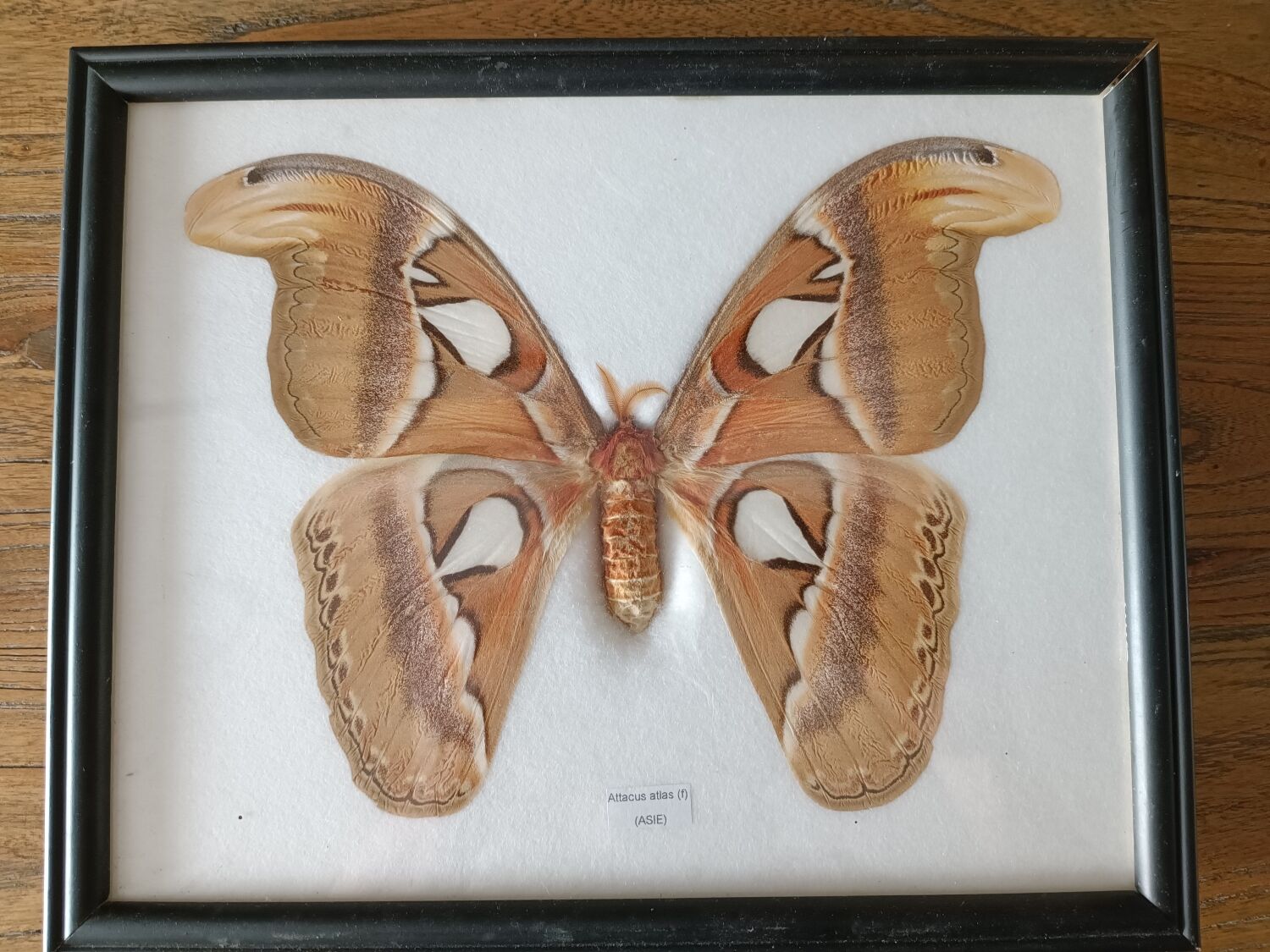 Attacus atlas