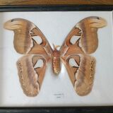 Attacus atlas