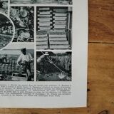 Original lithograph on molluscs