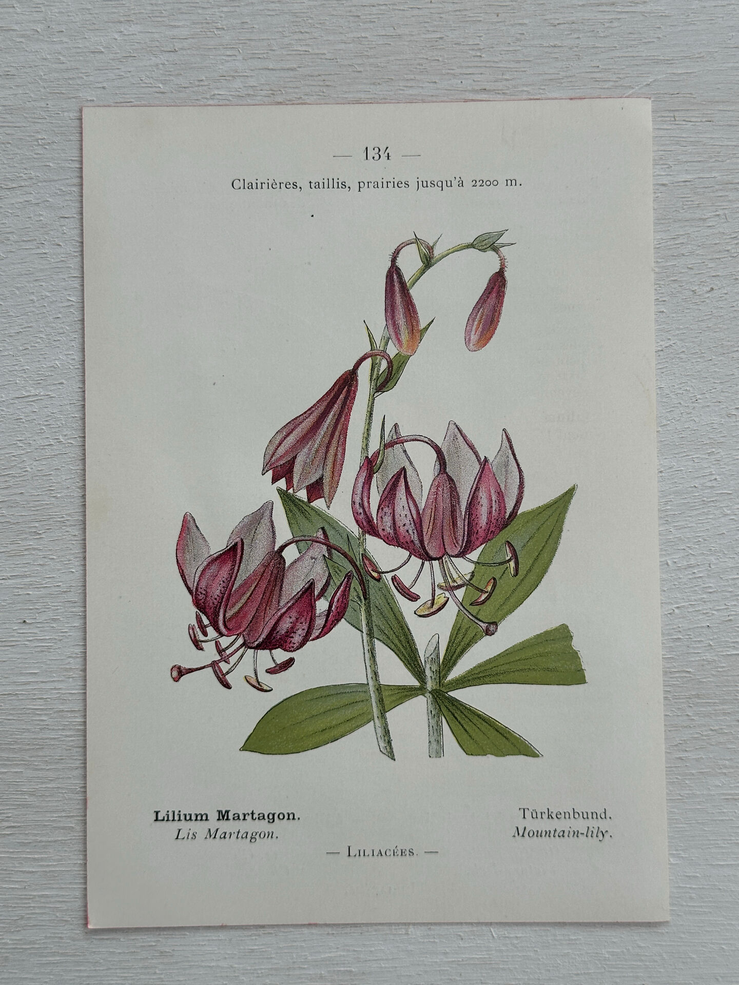 Botanical Plate 1800 Old naturalist engraving 19th century double-sided