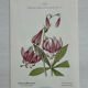 Botanical Plate 1800 Old naturalist engraving 19th century double-sided