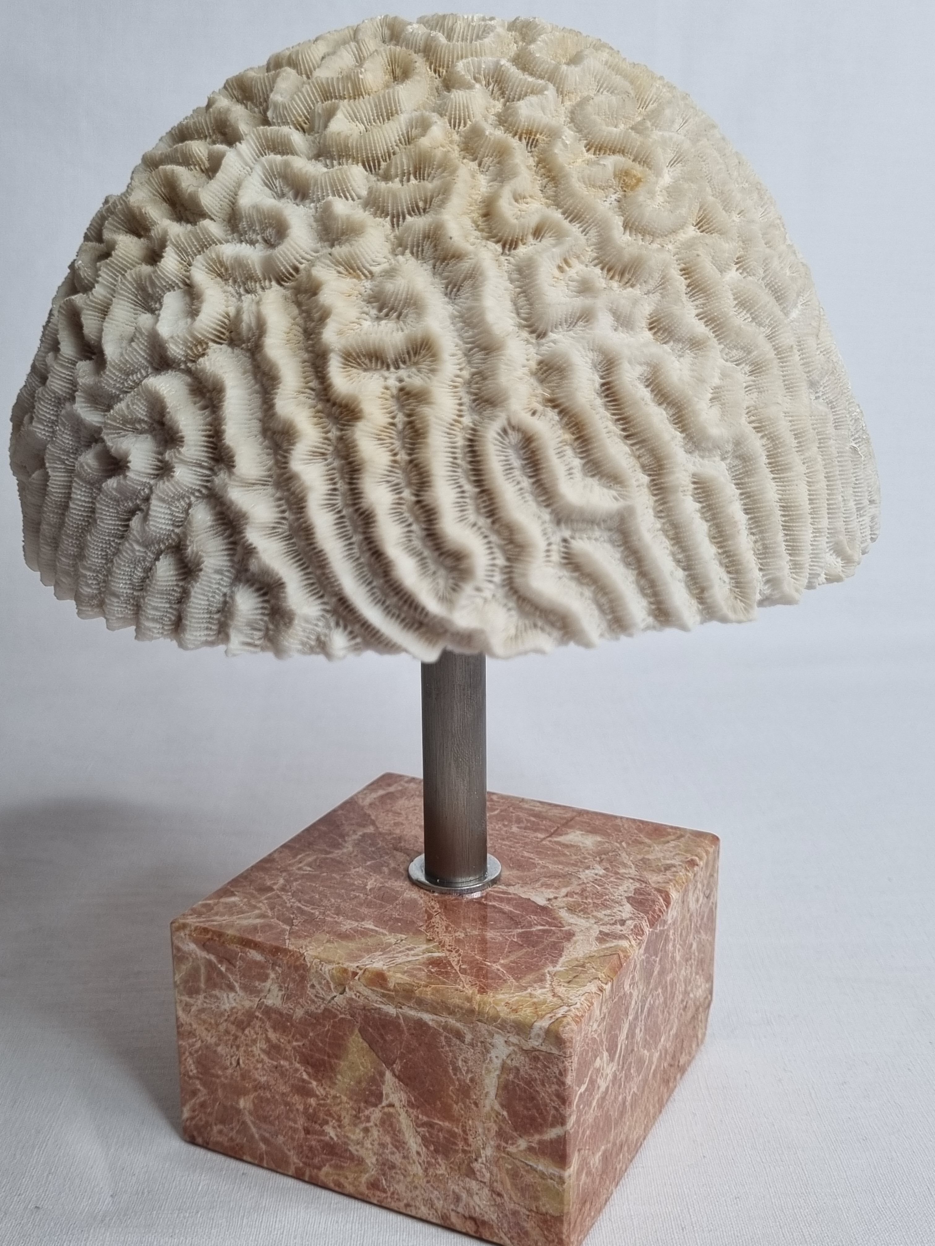 Ancient coral "brain" Diploria labyrinthiformis on base, 19 cm