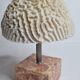 Ancient coral "brain" Diploria labyrinthiformis on base, 19 cm